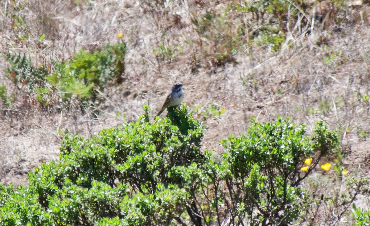 Bell's Sparrow - ML474536691