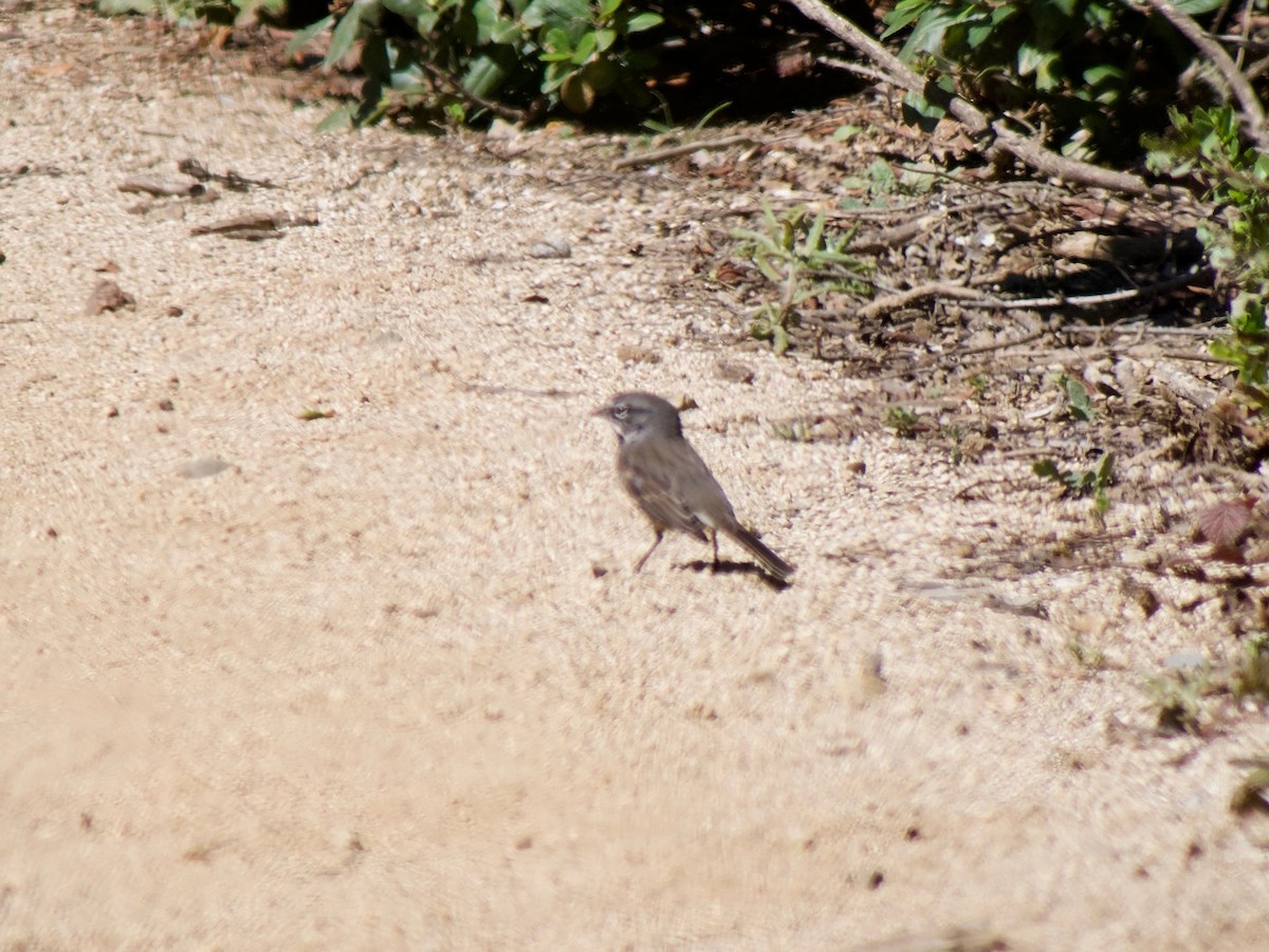 Bell's Sparrow - ML474536781