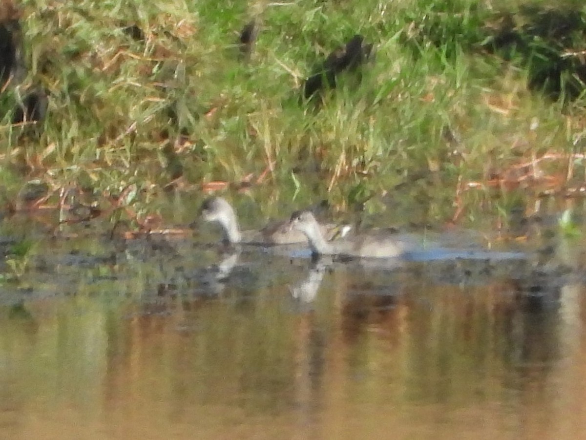 Common Gallinule - ML474536801