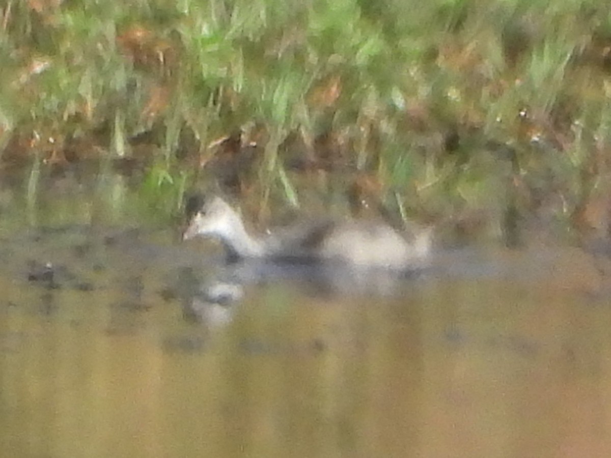 Common Gallinule - ML474536811