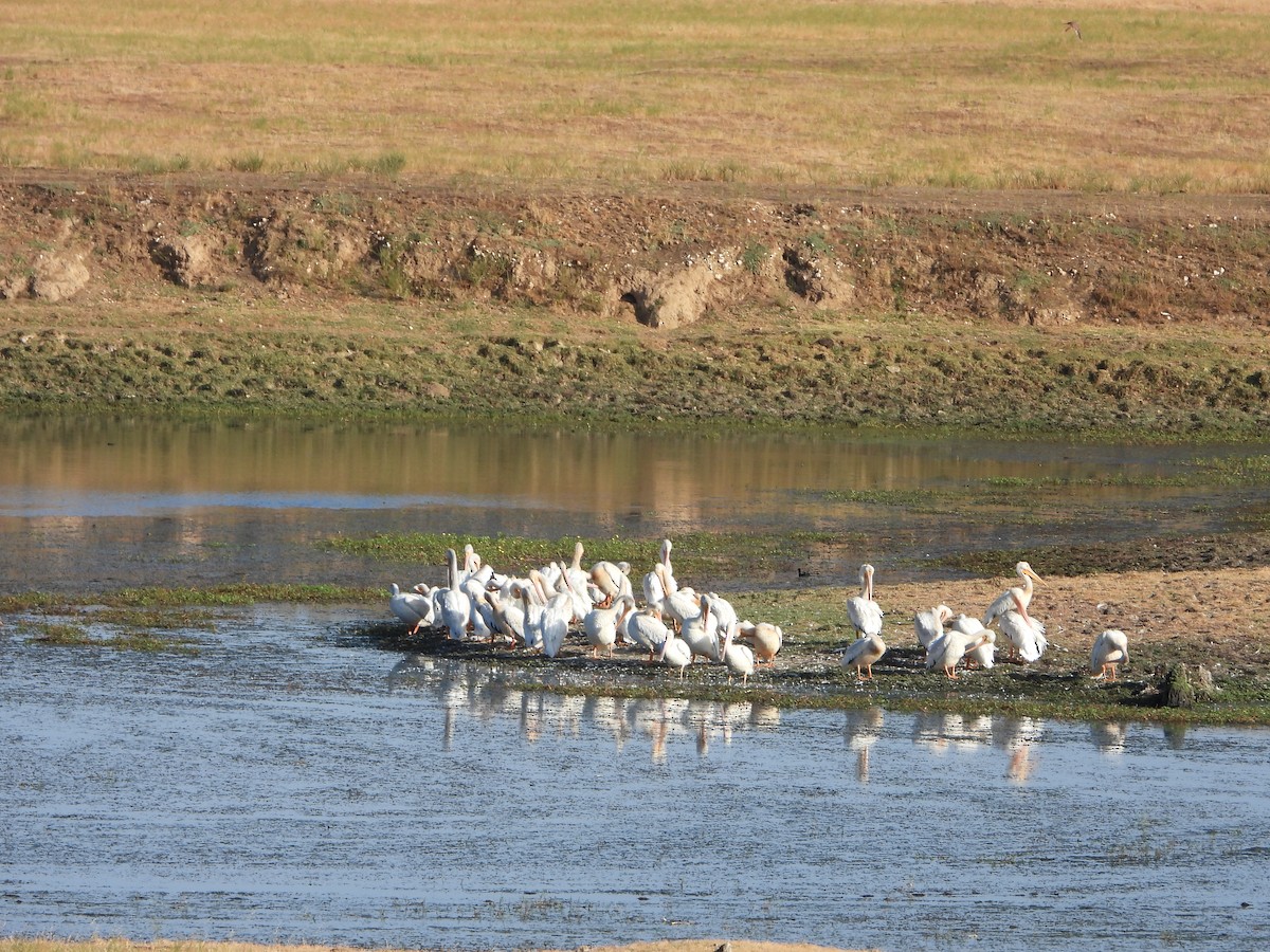 American White Pelican - Ralph Baker