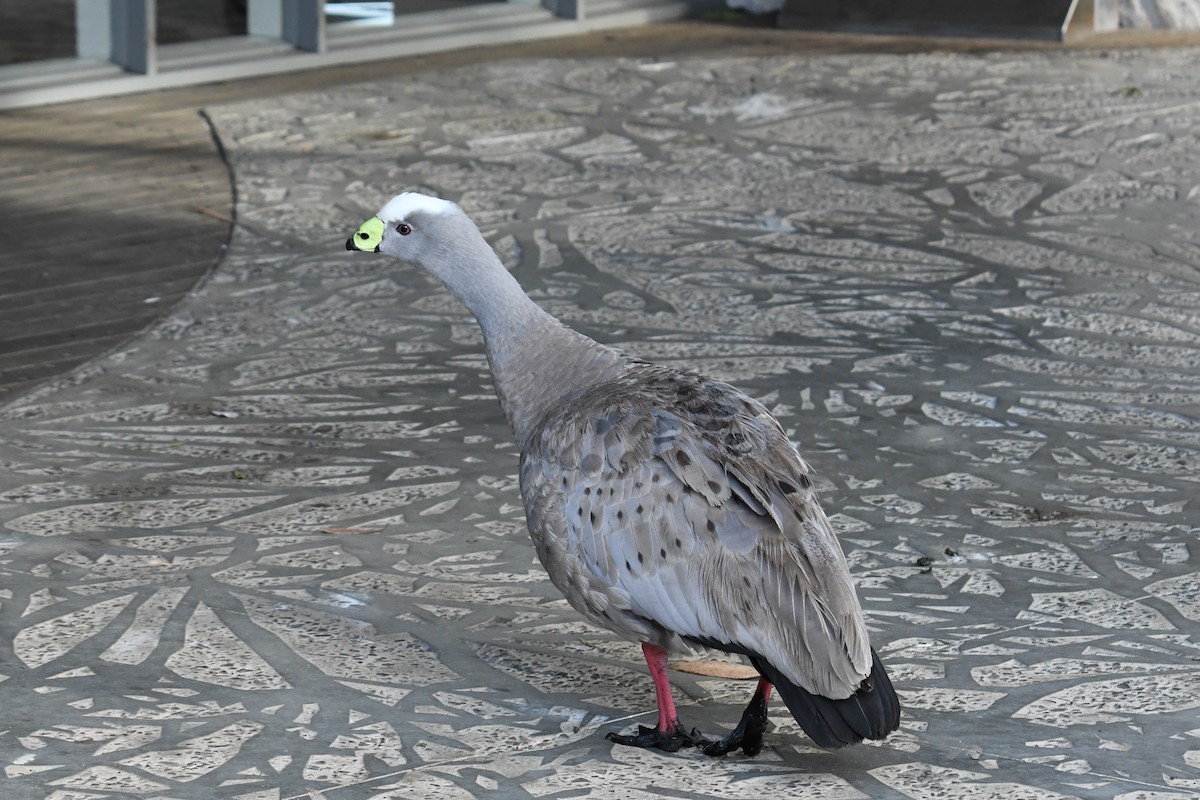 Cape Barren Goose - ML474536921