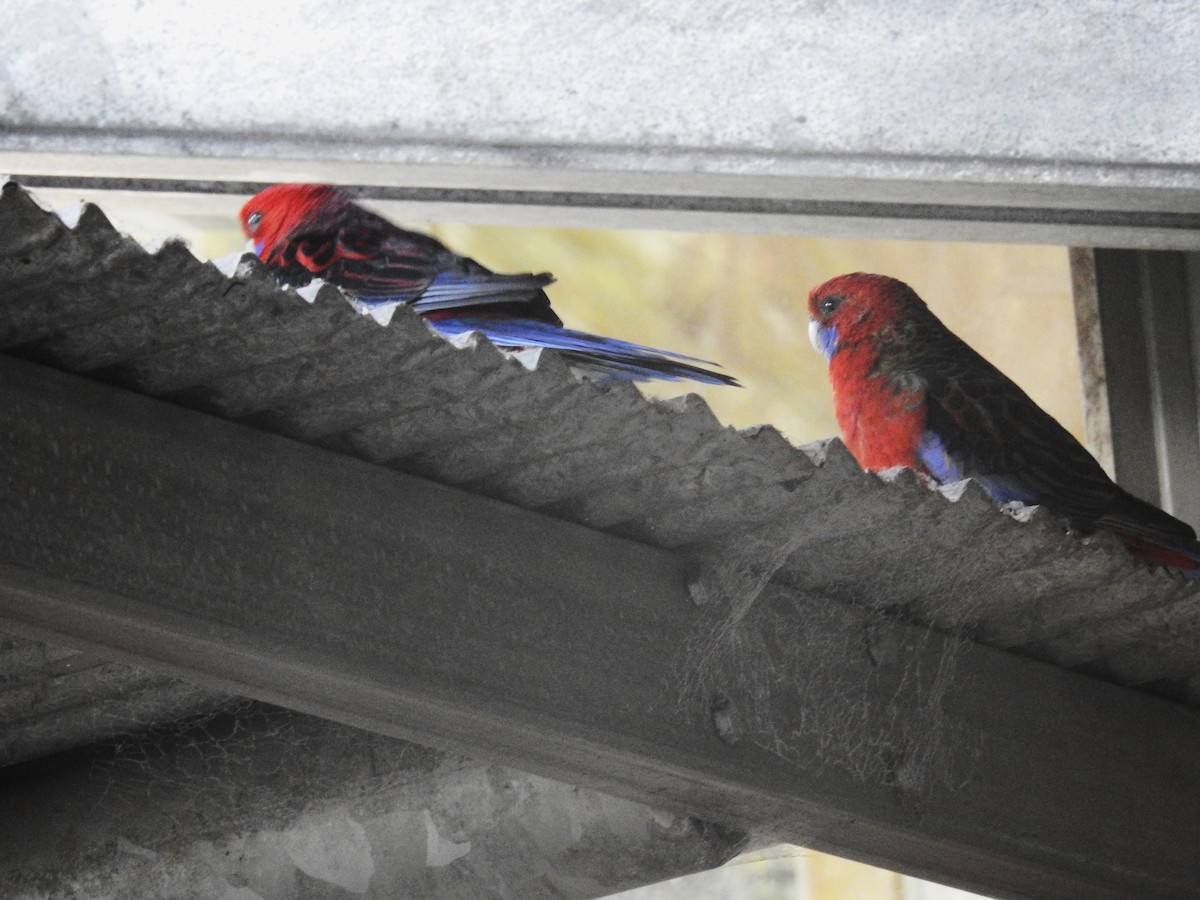 Crimson Rosella - ML474536971