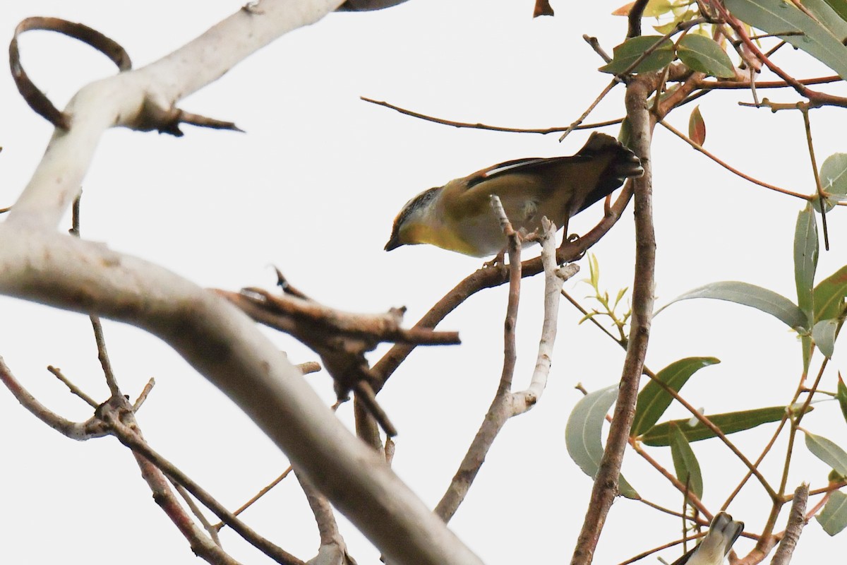 Striated Pardalote (Striated) - ML474537021