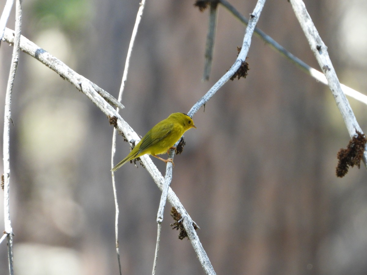 Wilson's Warbler - ML474537391