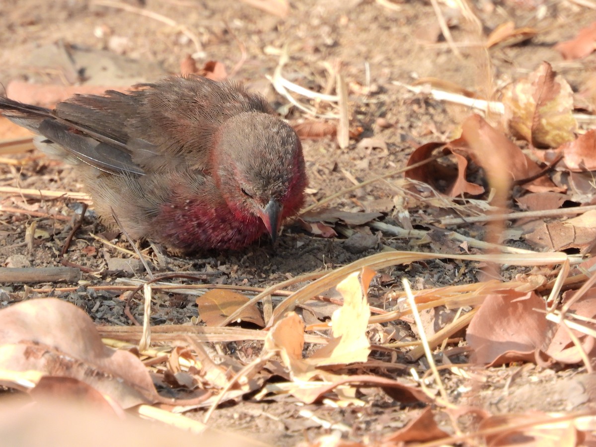 Brown Firefinch - GARY DOUGLAS