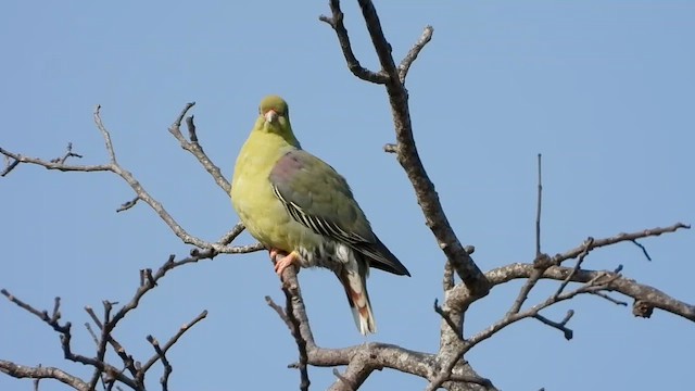 Африканский зелёный голубь - ML474538341