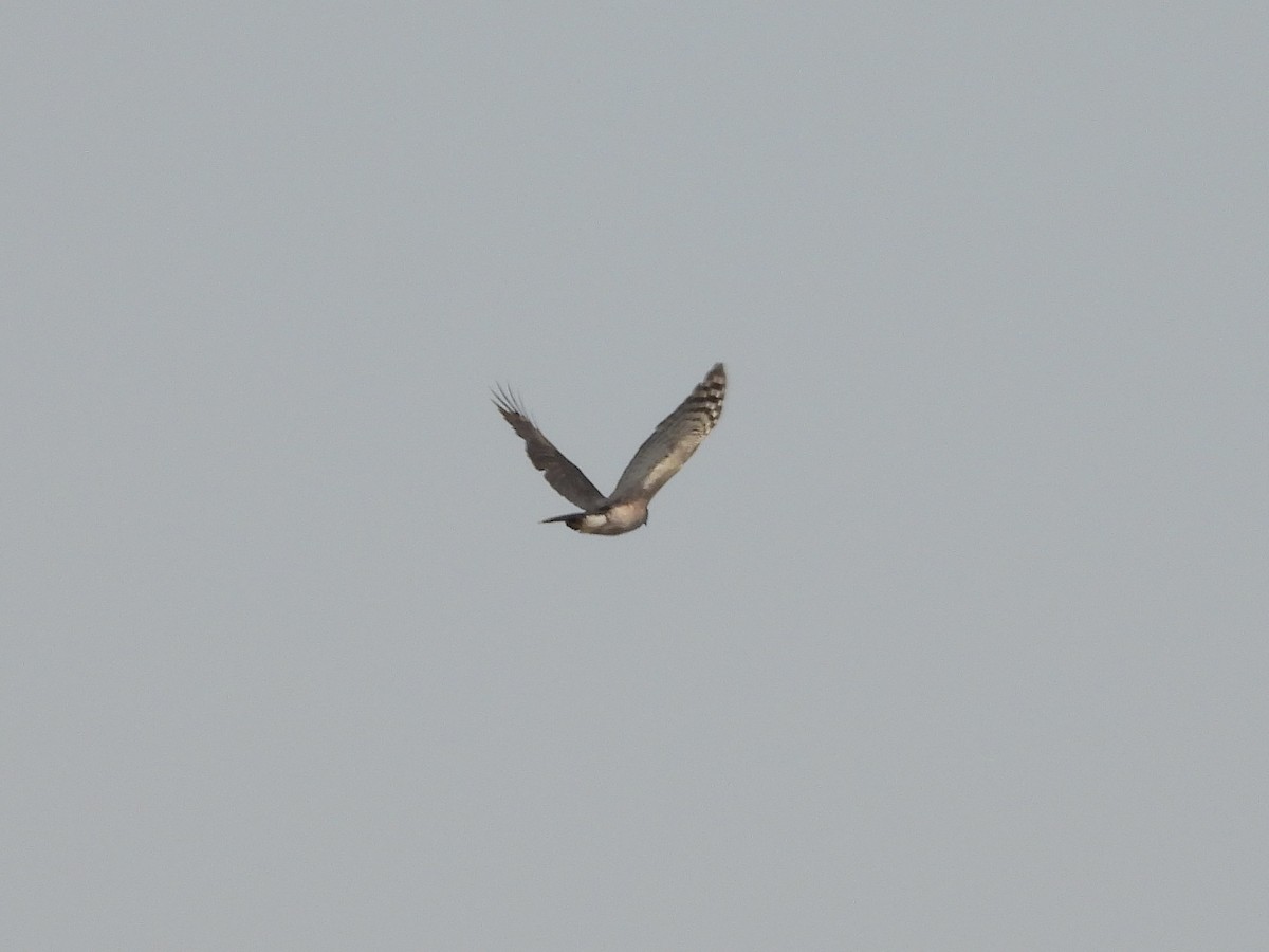 African Goshawk - ML474538441