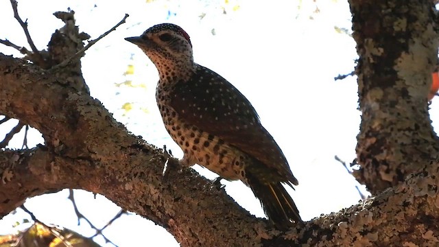 Pic barré - ML474538811