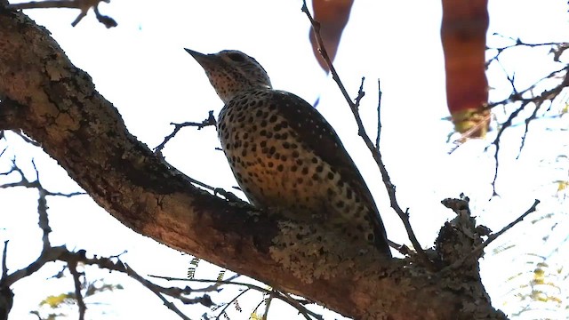 Pic barré - ML474538821