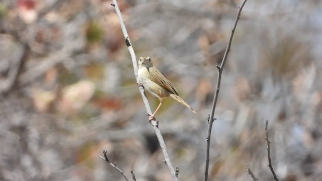 Rattling Cisticola - ML474538861