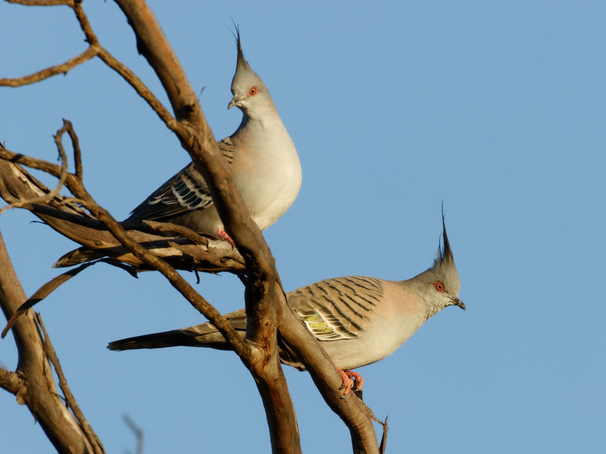 Crested Pigeon - ML474542881