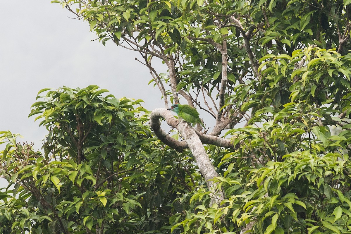 Turquoise-throated Barbet - Wachara  Sanguansombat