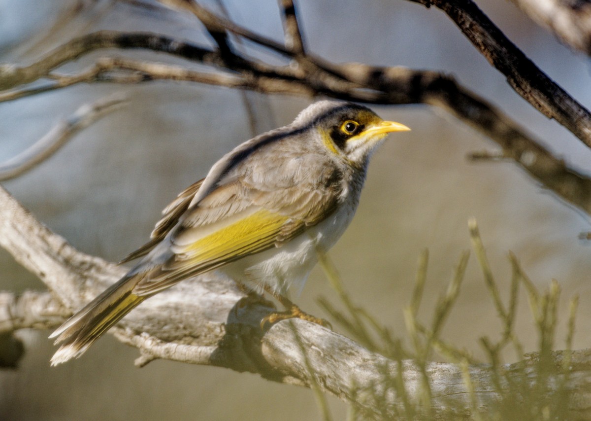 Yellow-throated Miner - ML474543081