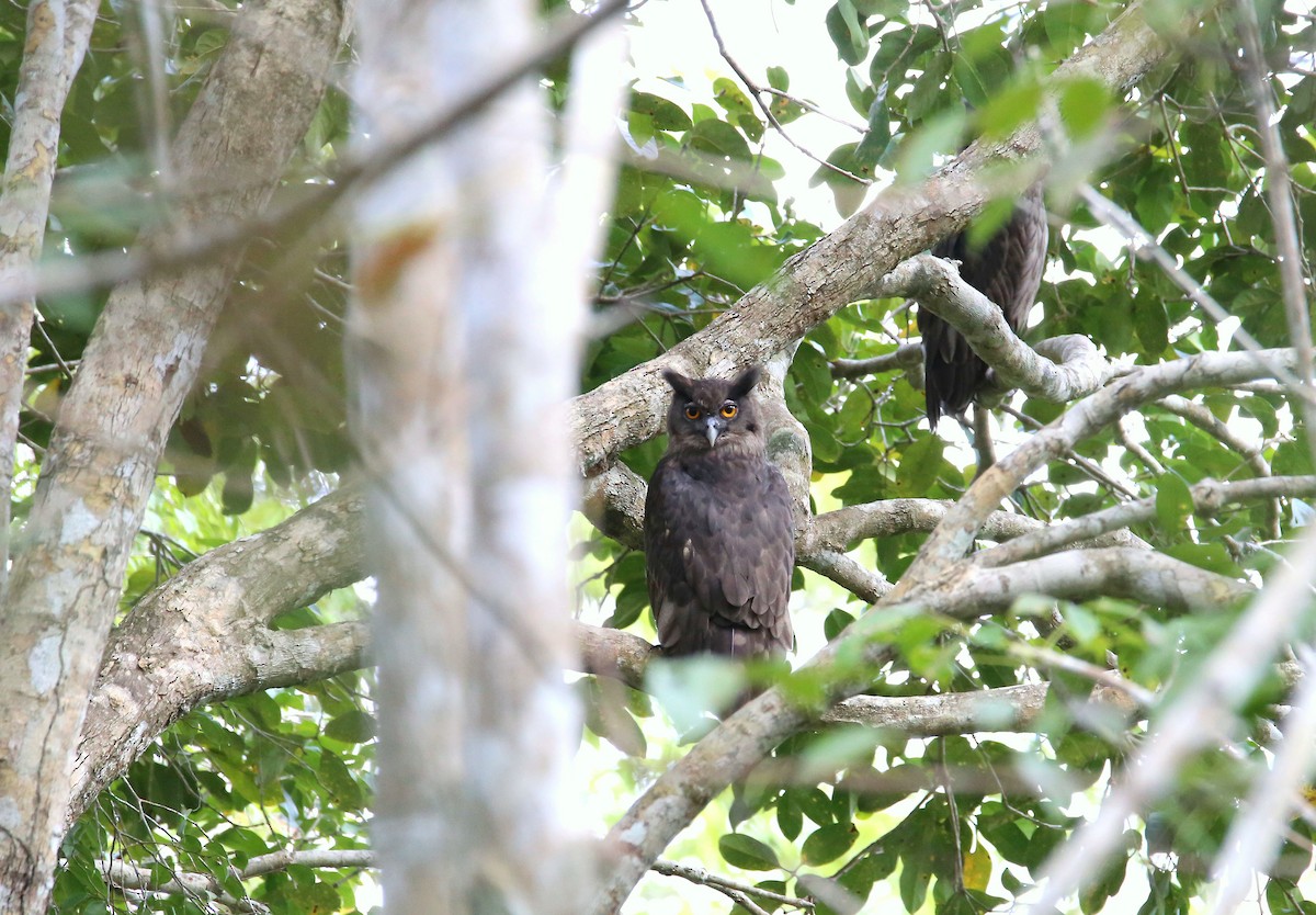 Dusky Eagle-Owl - ML474544111