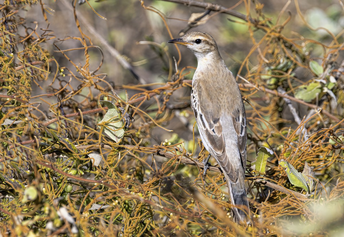 White-winged Triller - ML474544161