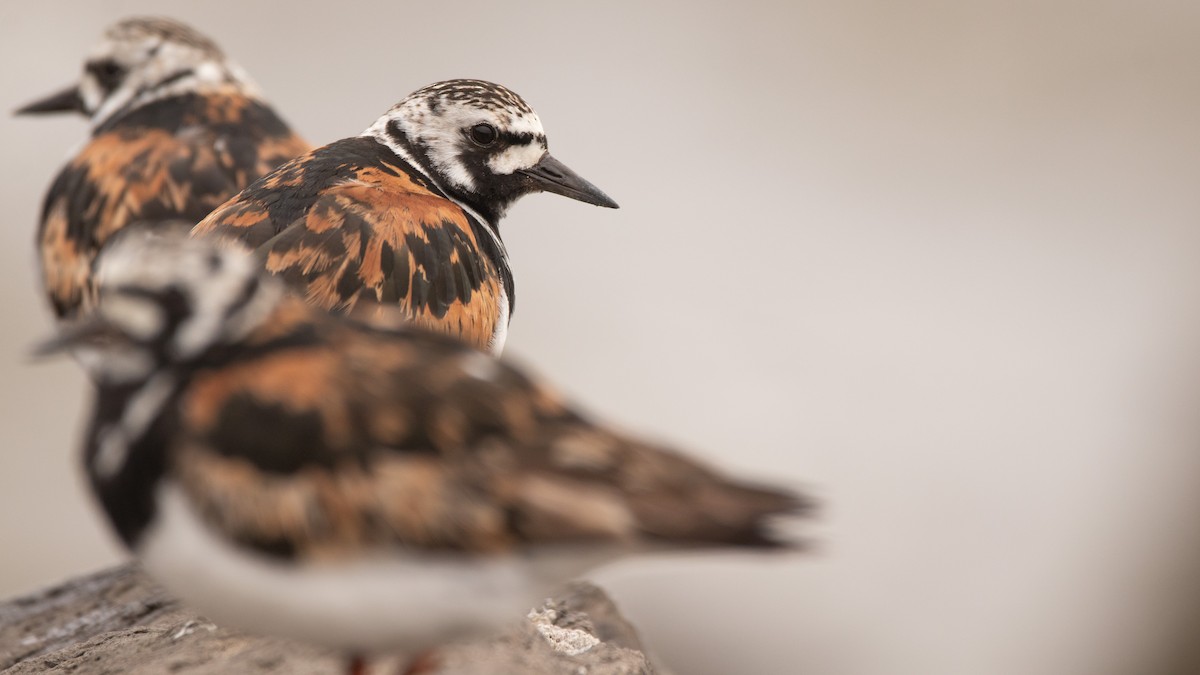 Ruddy Turnstone - Garrett Hughes