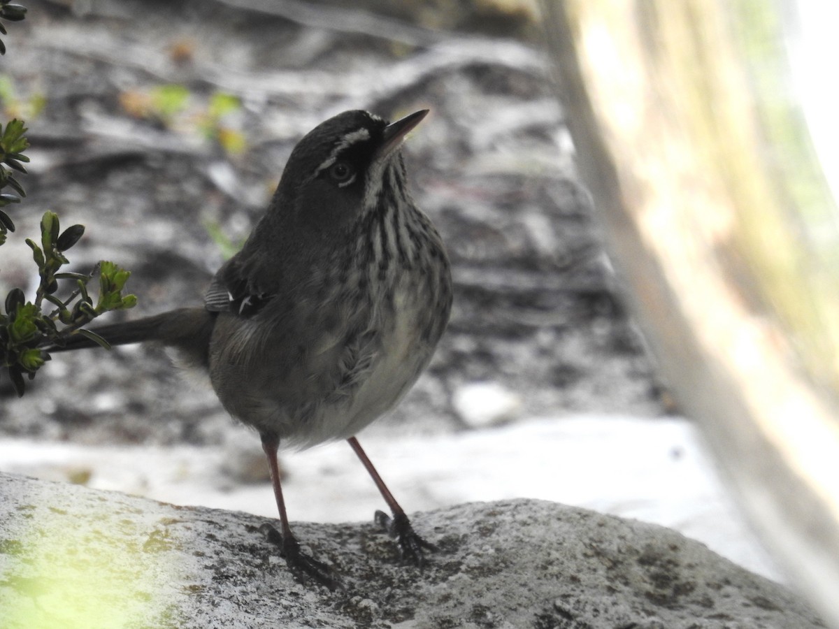 Spotted Scrubwren - Trevor Ross