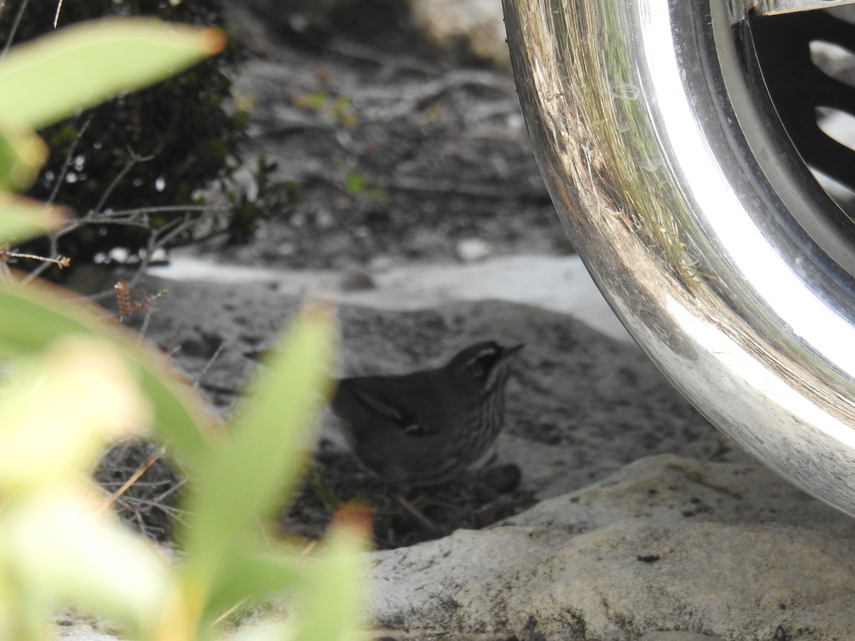 Spotted Scrubwren - ML474544331