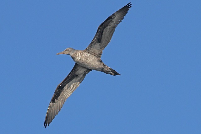 Northern Gannet - ML47454521