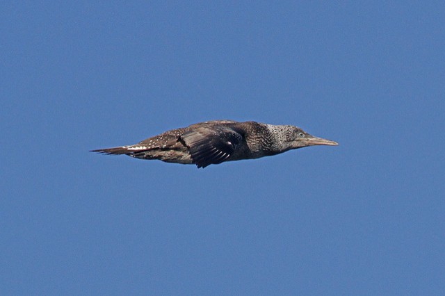 Northern Gannet - ML47454541