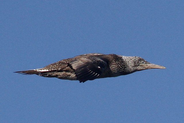 Northern Gannet - ML47454551