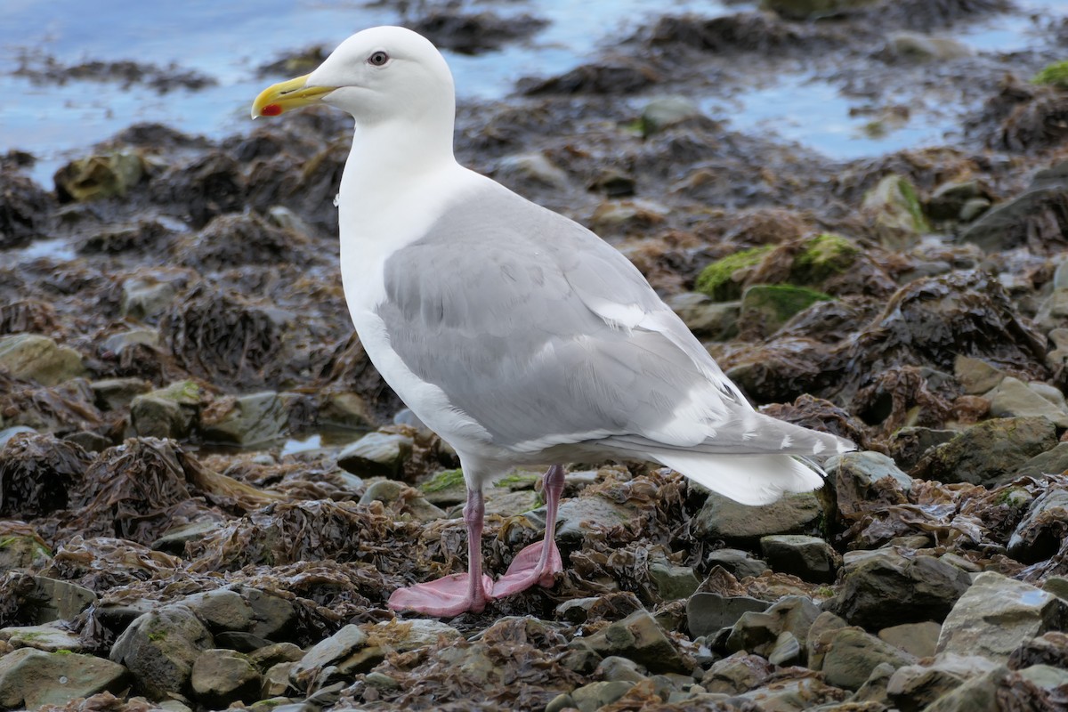 Glaucous-winged Gull - ML474546191