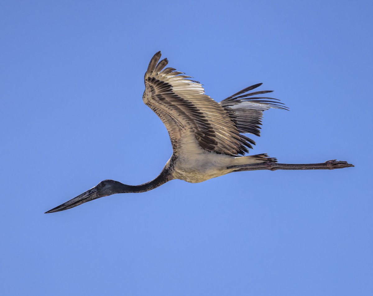 Black-necked Stork - ML474546321