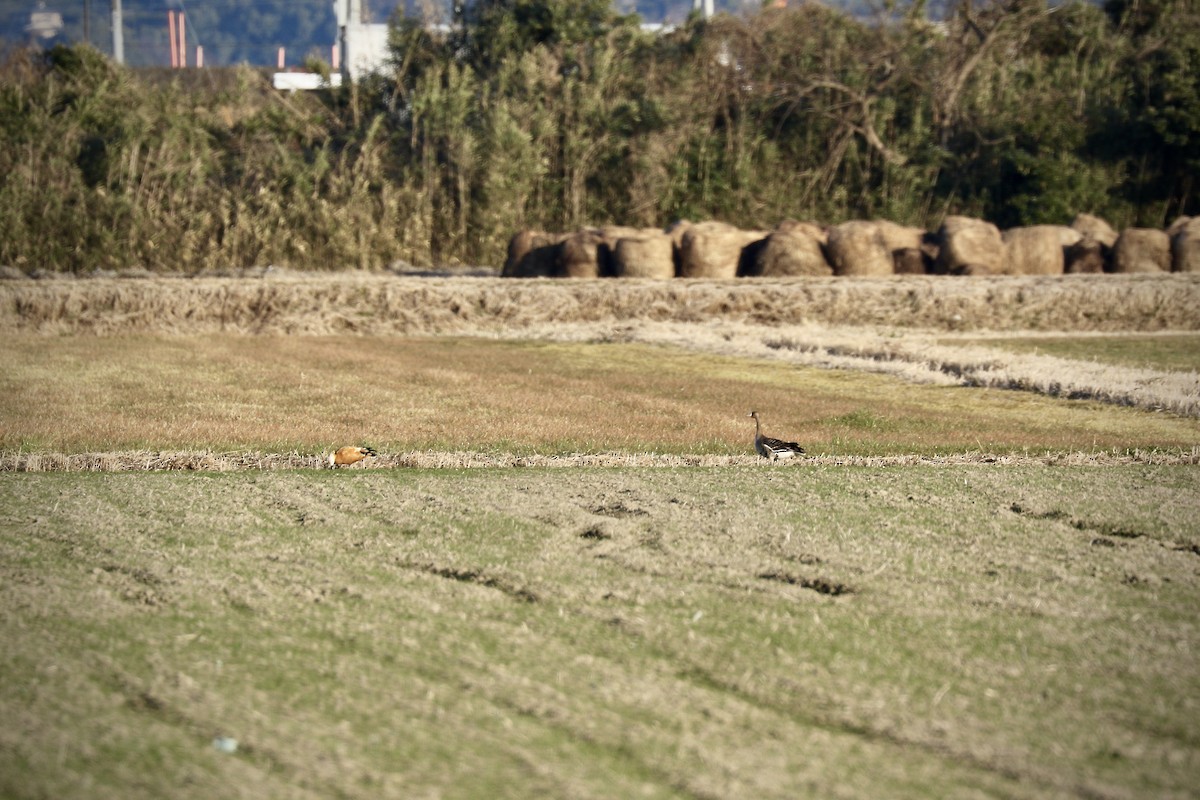 Ruddy Shelduck - ML474546801