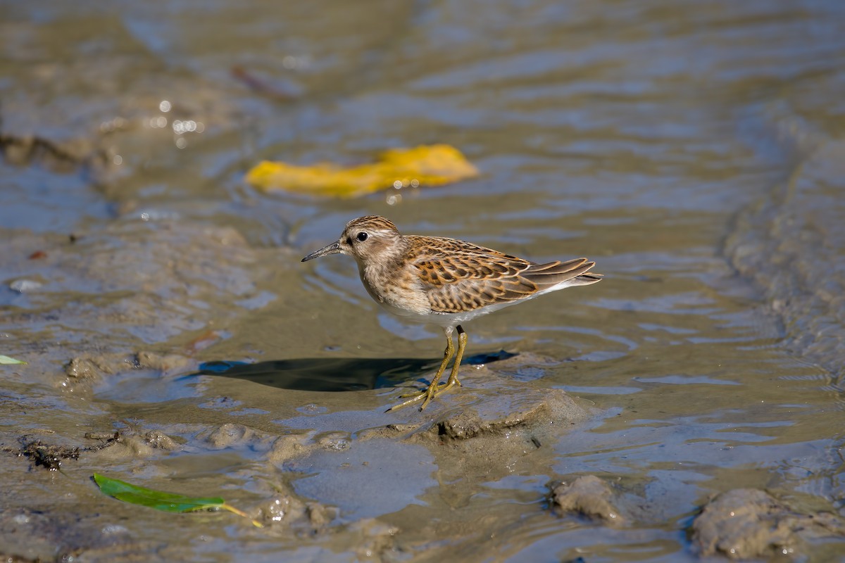 Least Sandpiper - ML474547241