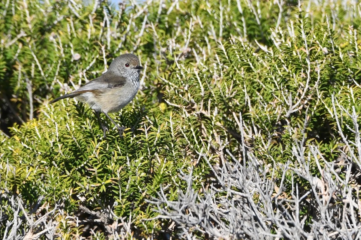 Brown Thornbill - ML474547381