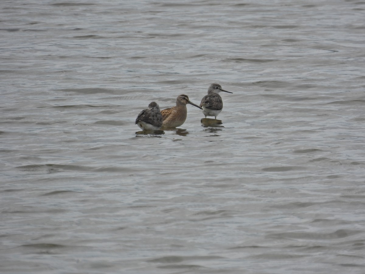 Short-billed Dowitcher - ML474547531