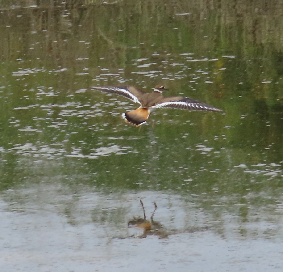 Killdeer - ML474547711