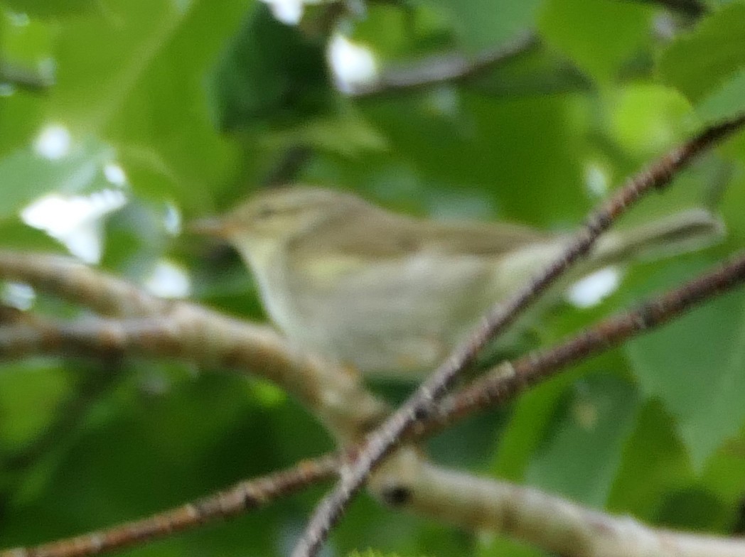 Kamchatka Leaf Warbler - ML474547841