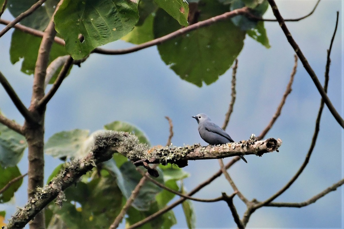 Gray Cuckooshrike - ML474548211