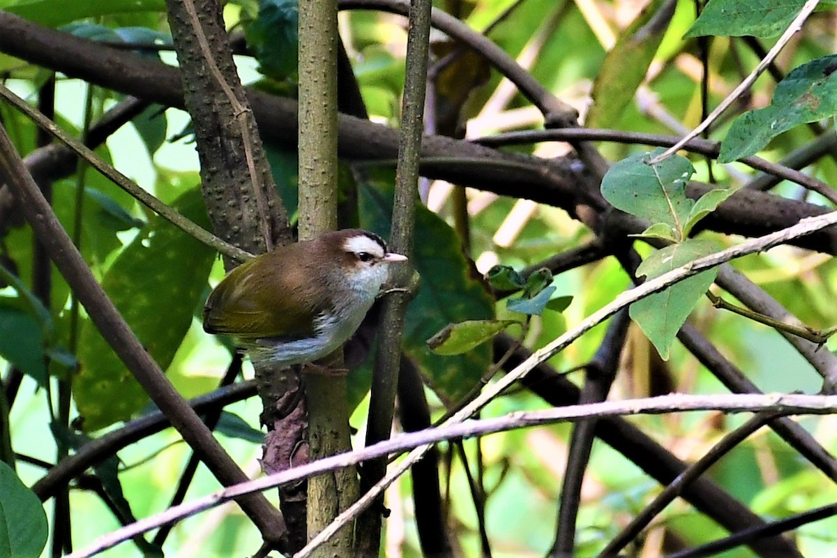 hvitbrynstumpsanger (leucophrys/chloronota) - ML474548681