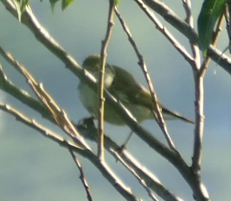 Kamchatka Leaf Warbler - ML474549351