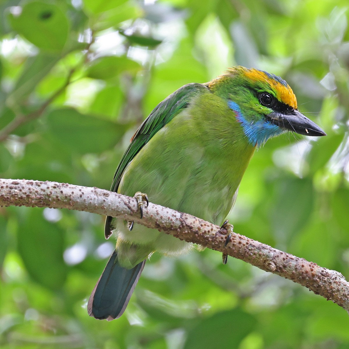 Yellow-crowned Barbet - ML474549911