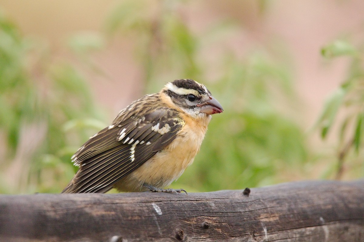 Black-headed Grosbeak - ML474550341