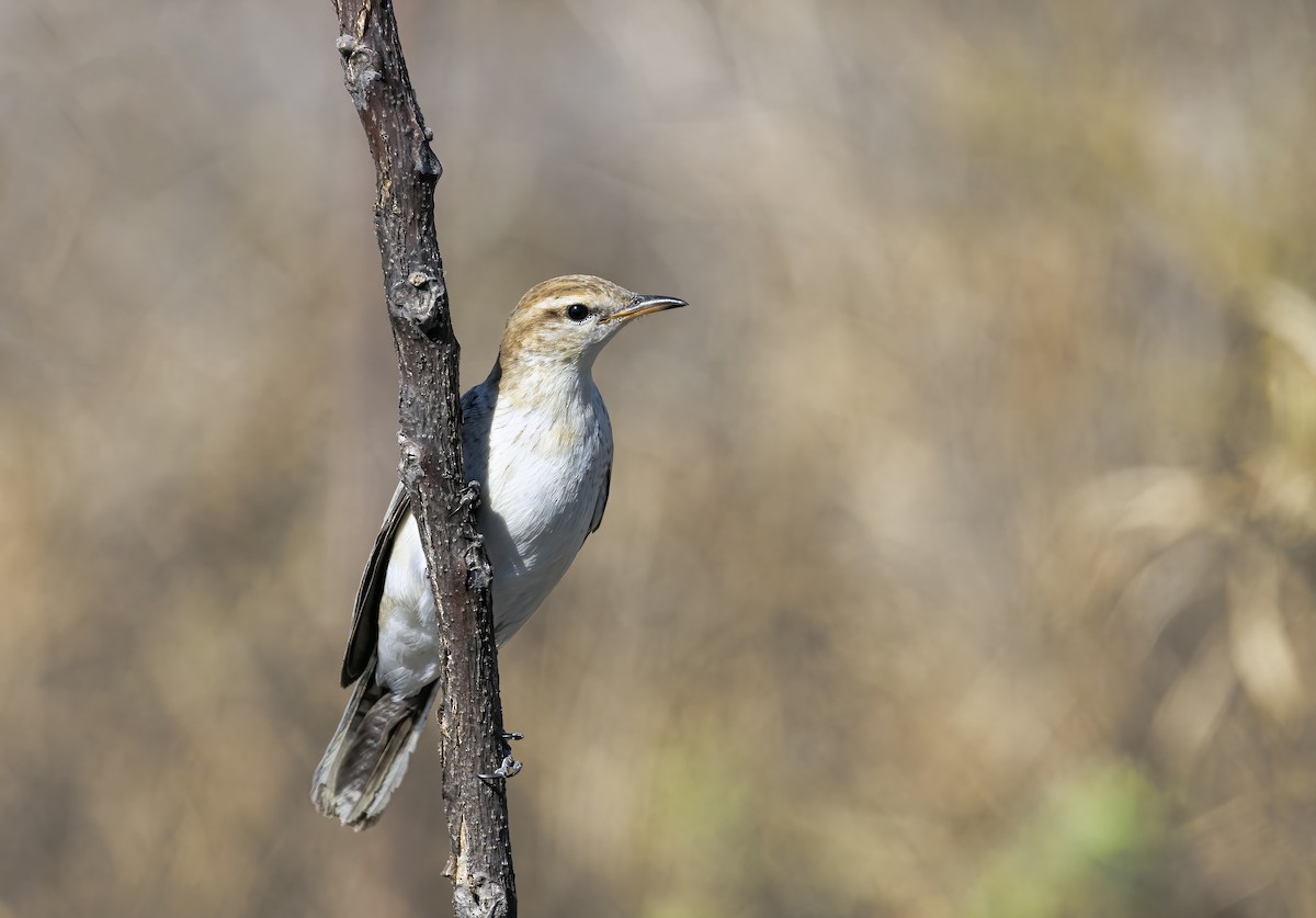 White-winged Triller - ML474552271