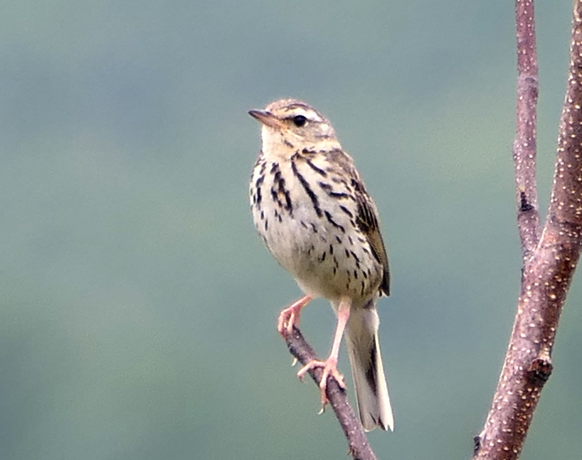 Pipit à dos olive - ML474554491