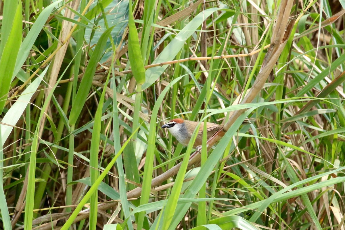 Chestnut-capped Babbler - ML474556471