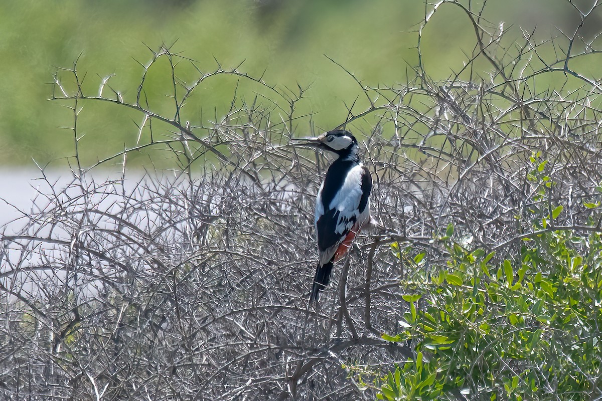 White-winged Woodpecker - Giuseppe Citino