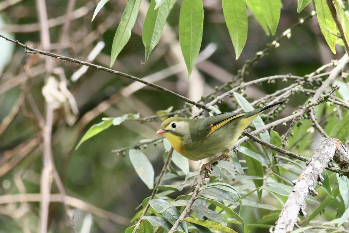 Red-billed Leiothrix - ML474557641