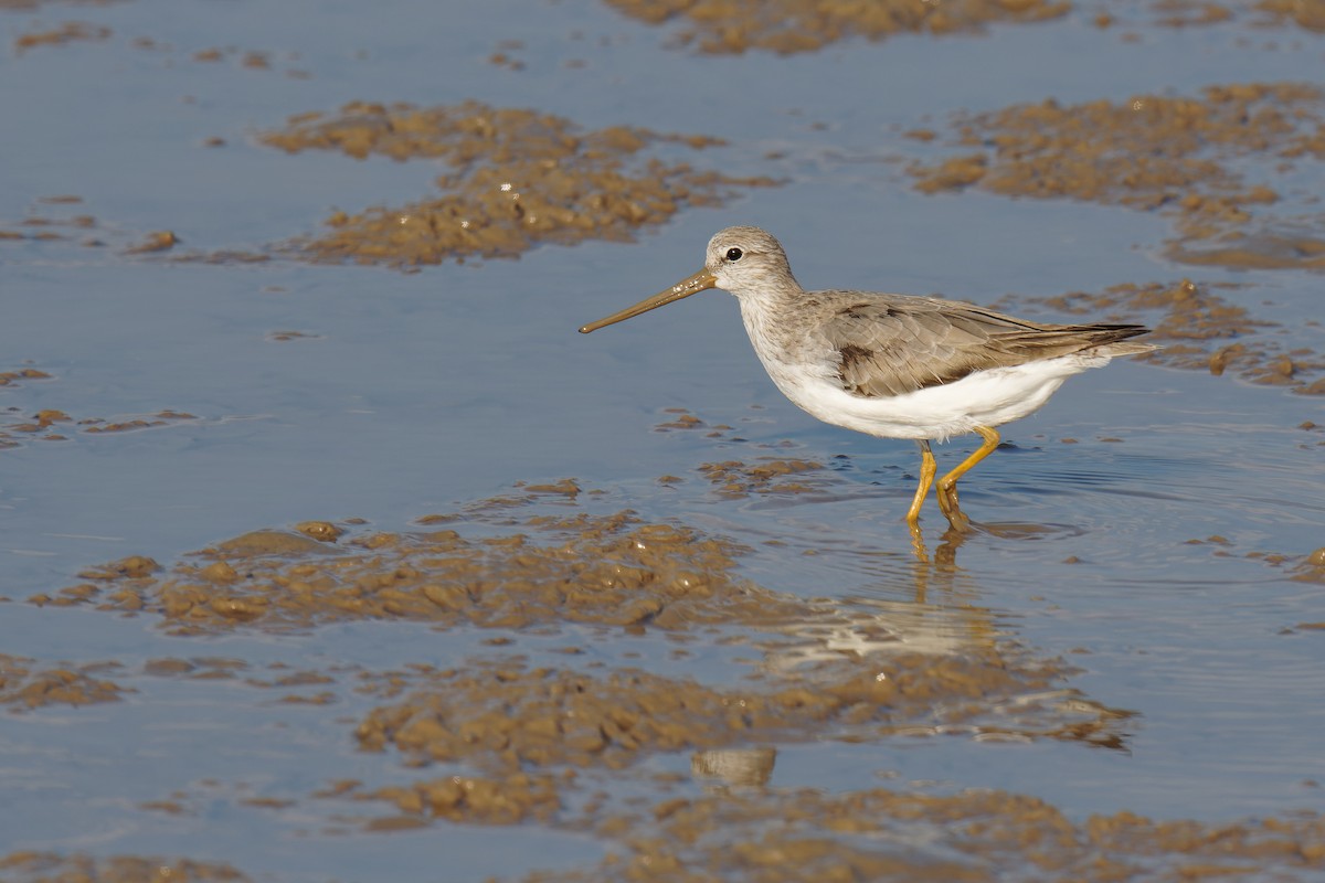 Terek Sandpiper - ML474557831