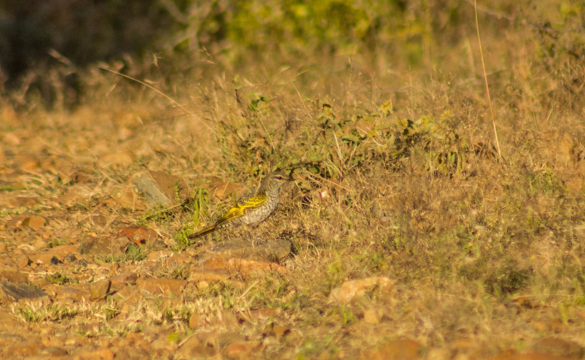 Oruguero Hombroamarillo - ML474558321