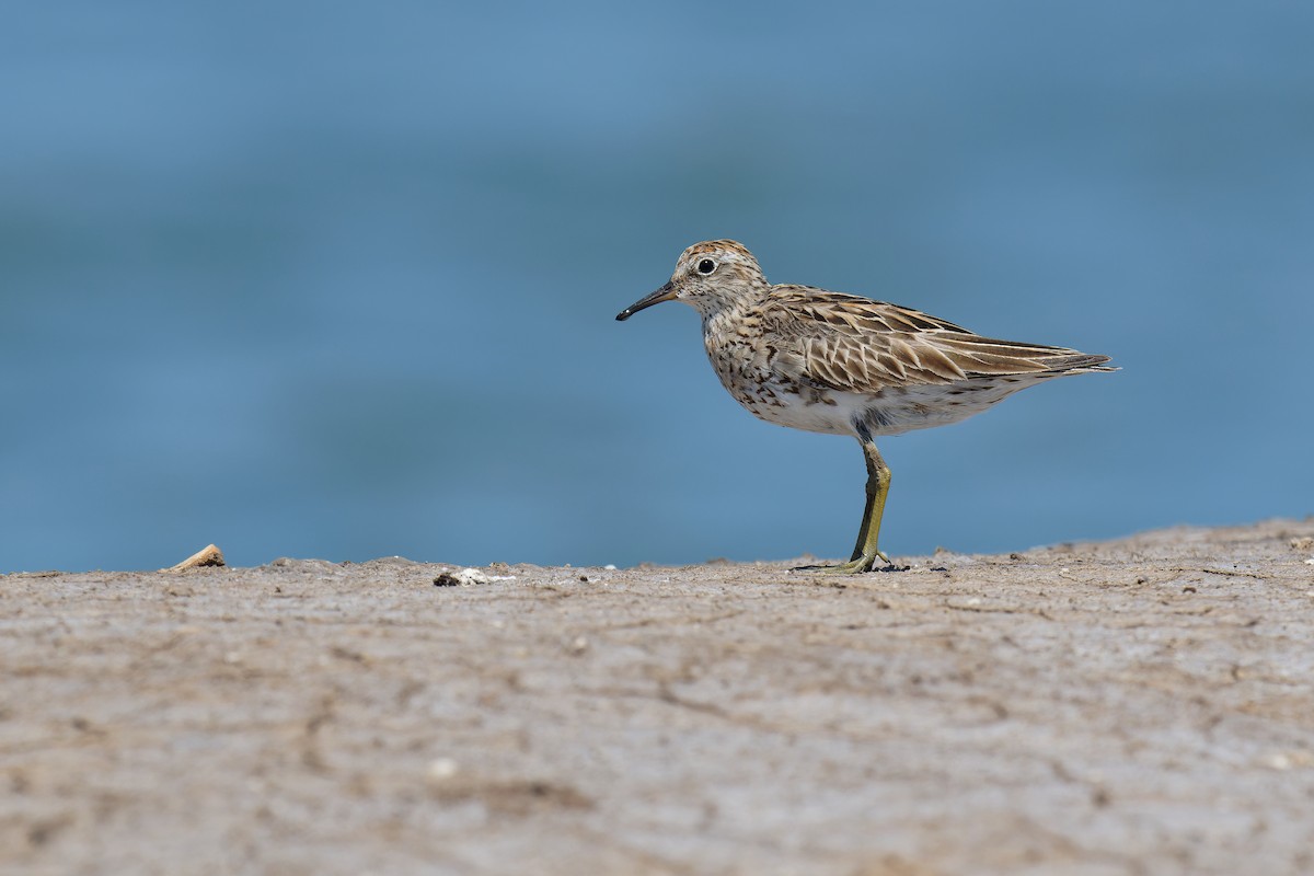 Sharp-tailed Sandpiper - ML474558661