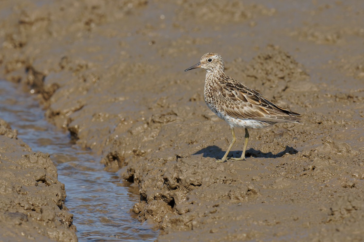 Sharp-tailed Sandpiper - ML474558681