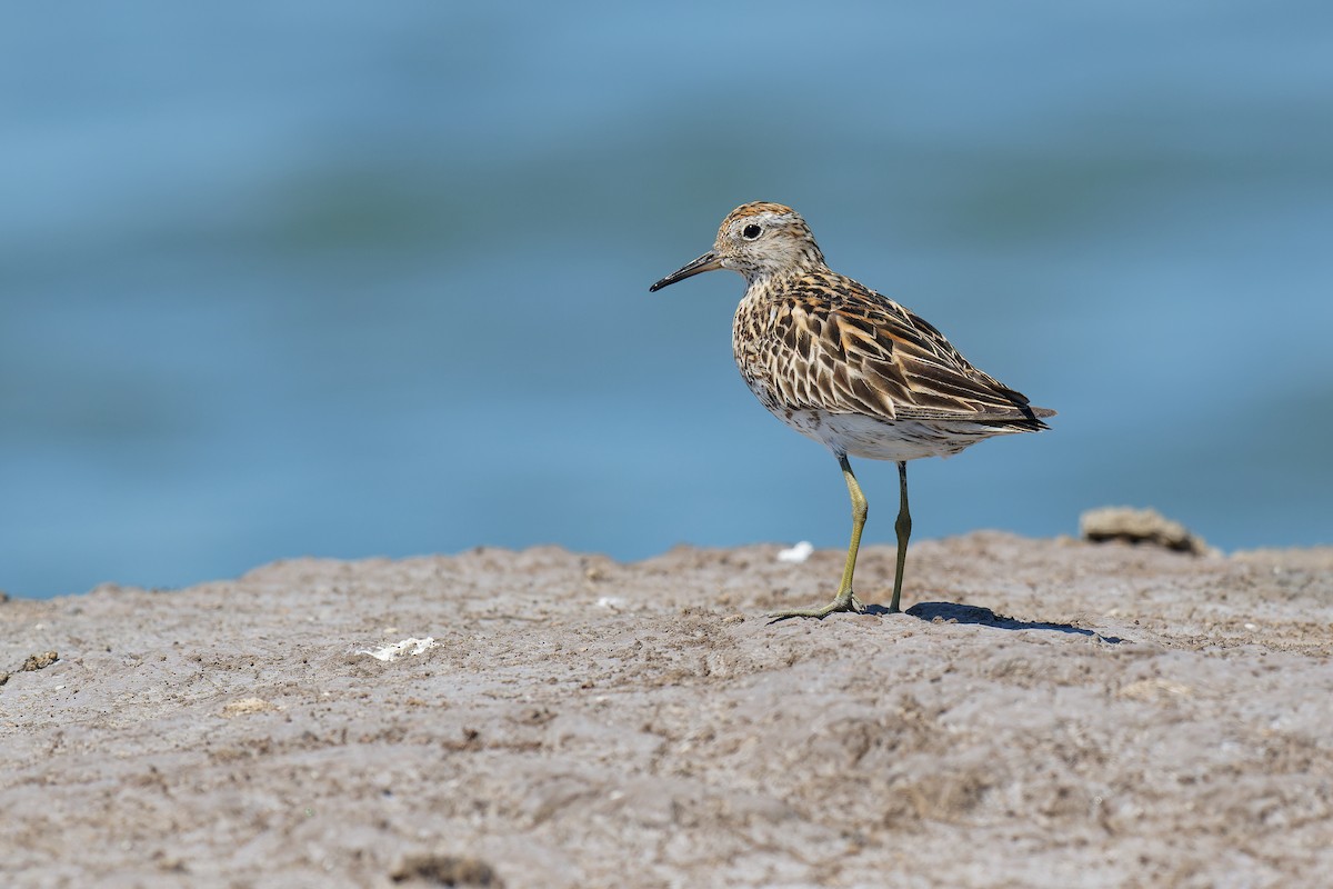 Sharp-tailed Sandpiper - ML474558691