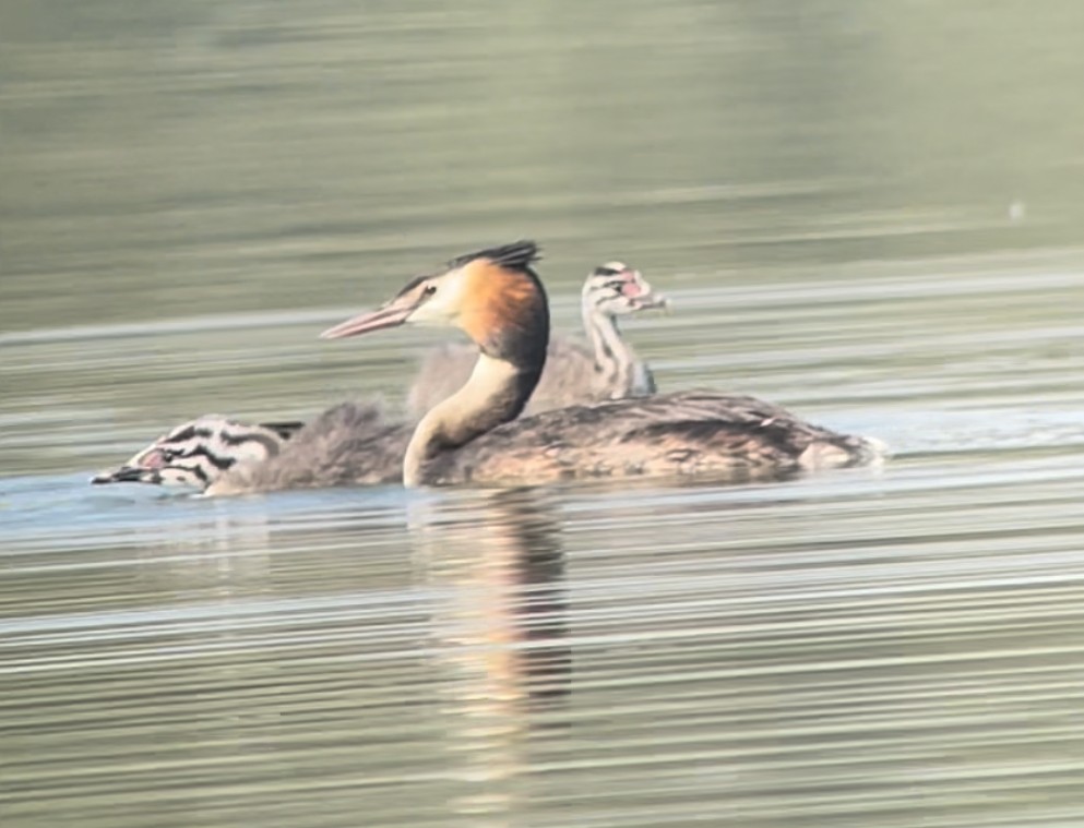 カンムリカイツブリ - ML474559571